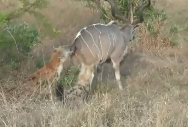 Clip: 2 con linh cẩu hạ linh dương vằn Kudu to lớn