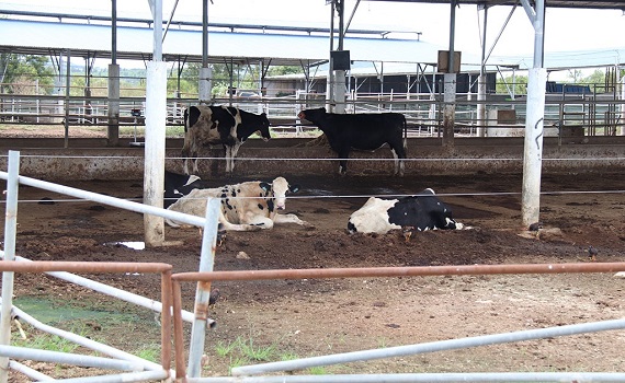 Bình Thuận: Thu hồi dự án chăn nuôi bò sữa công nghệ cao vì “đắp chiếu” nhiều năm