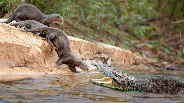 Bất ngờ với loài vật có vẻ ngoài thánh thiện lại khiến cá sấu và báo đốm bỏ chạy khi gặp - Ảnh 5.