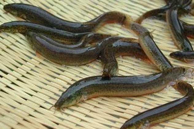 3 món ăn với vẻ ngoài “xấu xí” nhưng giàu sắt hơn thịt, nhiều canxi gấp 10 lần mực