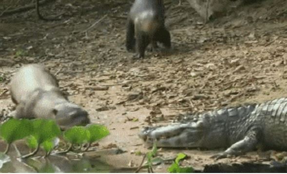 Bất ngờ với loài vật có vẻ ngoài thánh thiện lại khiến cá sấu và báo đốm bỏ chạy khi gặp
