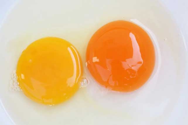 Lòng đỏ trứng màu đậm và nhạt, cái nào tốt hơn: Chuyên gia giải mã điều nhiều người lầm tưởng