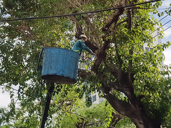 Công nhân Công ty Công viên cây xanh Đà Nẵng khẩn trương rong tỉa cây xanh trên các tuyến phố để hạn chế ngã đổ do bão Noru
