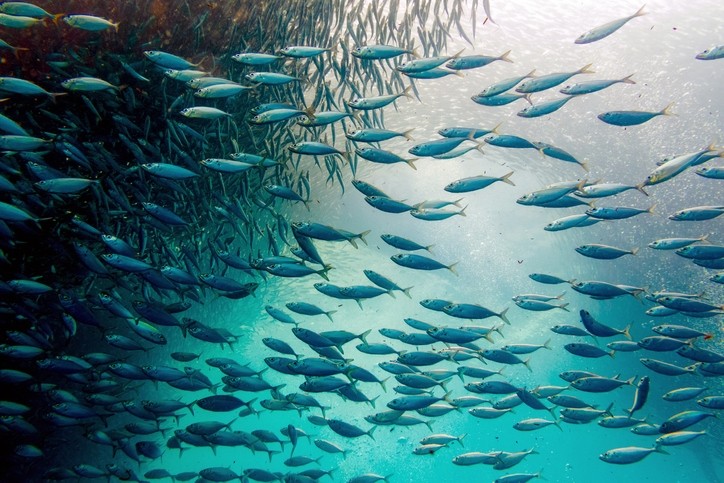 Can fisheries benefit from biodiversity and conserve it, too?