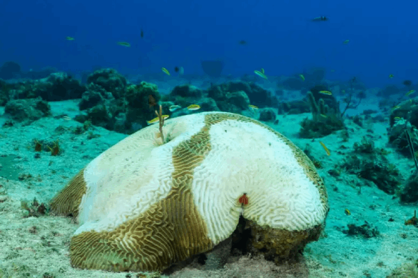 Antibiotics are being applied to reefs to prevent coral disease