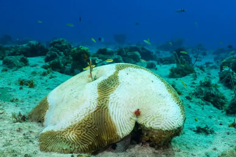 Stony coral tissue loss disease has begun to eat away at this coral.