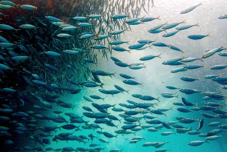 Can fisheries benefit from biodiversity and conserve it, too?