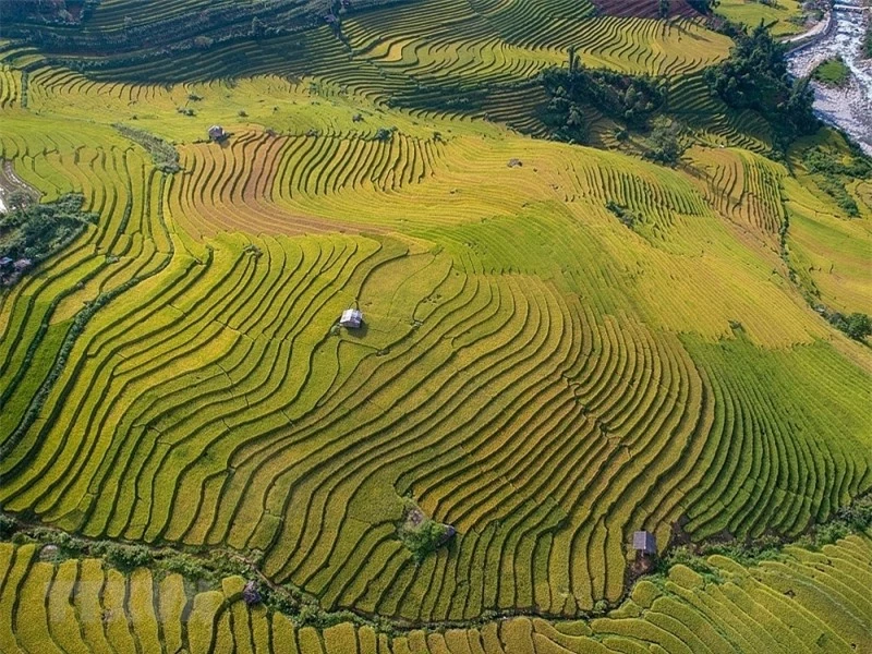 ngat ngay voi ve dep sapa khi vao mua lua chin