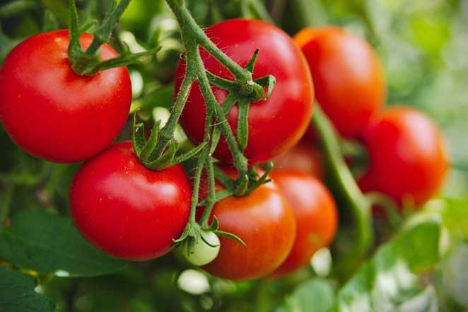 7 sai lầm khi chế biến và ăn cà chua nhiều người mắc phải gây ảnh hưởng tới sức khỏe