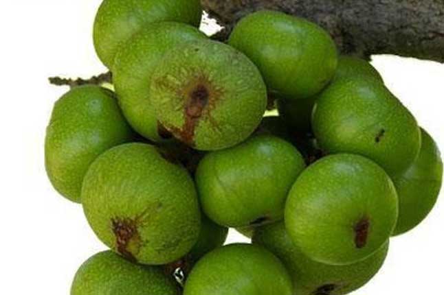 10 loại quả giàu canxi chẳng kém sữa: Giá rẻ bèo mà bổ, đâu cứ phải là những thứ đắt tiền, cao sang