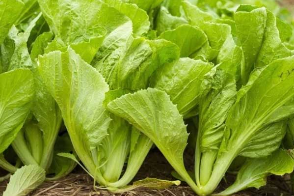 6 loại rau người bị đau dạ dày nên ăn thường xuyên, Bác sĩ nói: Dần dần không cần uống thuốc