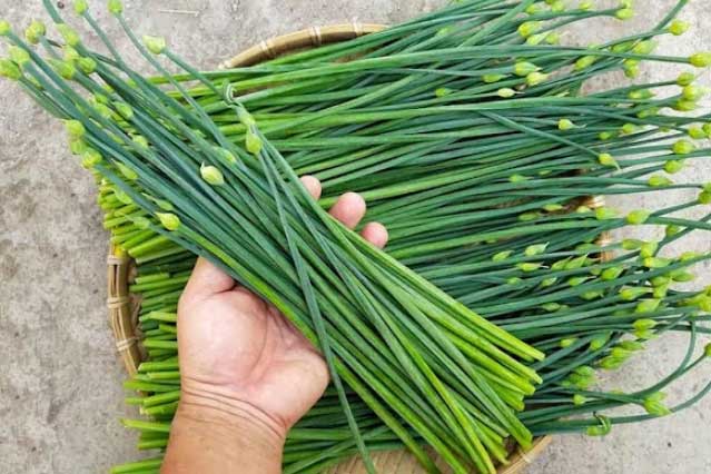 6 loại lá dân dã trị viêm họng nhạy hơn kháng sinh: Đau rát mấy cứ ngậm vài lần là khỏi