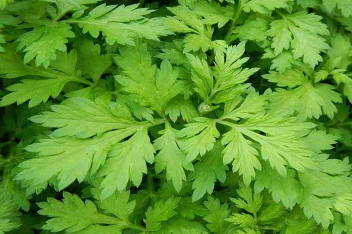 Một tuần ăn ngải cứu 1 lần: Lợi ích bất ngờ, trị nhiều bệnh khó, không dùng phí cả đời