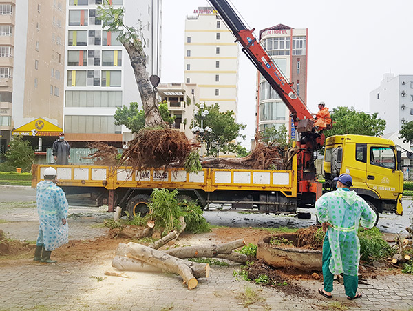 Những gốc cây lớn được đưa về vườn ươm của Công ty để trồng hồi phục trở lại