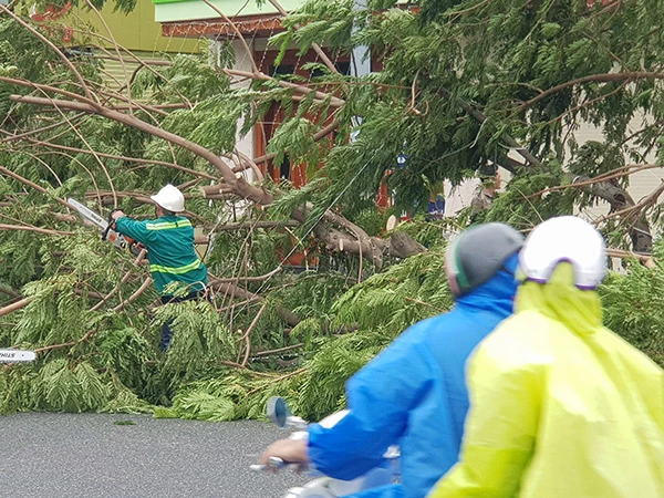 Đồng thời khẩn trương xử lý các cây ngã đổ ra đường để đảm bảo an toàn giao thông