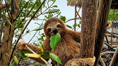 A newly recognized species of sloth has a coconut-shaped head