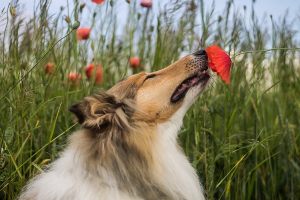 Dogs can detect stress levels from our breath and sweat