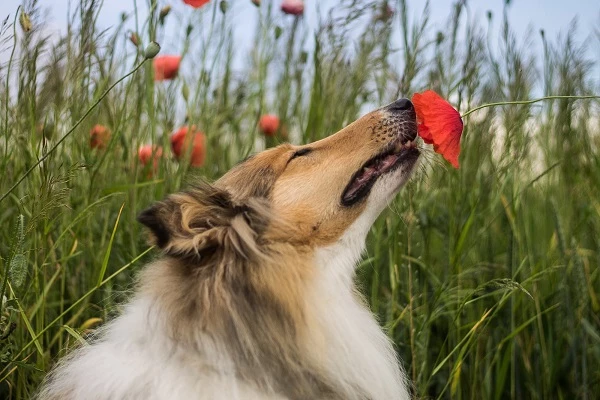 Dogs can detect our stress levels from our breath and sweat.