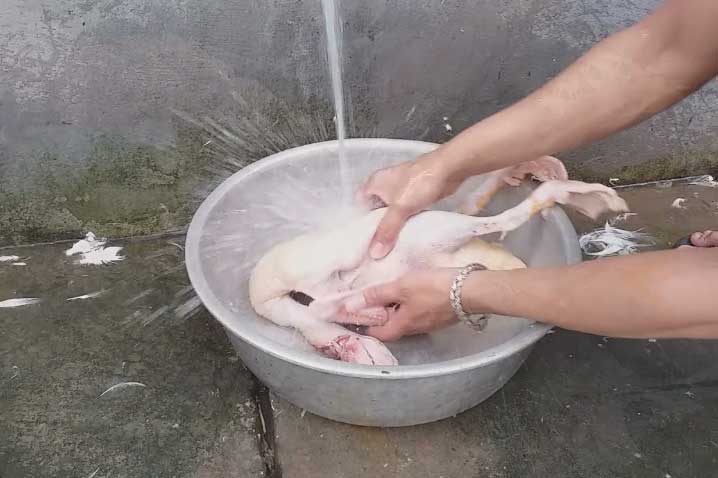 Làm lông vịt nhanh, sạch, không còn lông măng, hết hôi khi cho nắm lá này vào nước