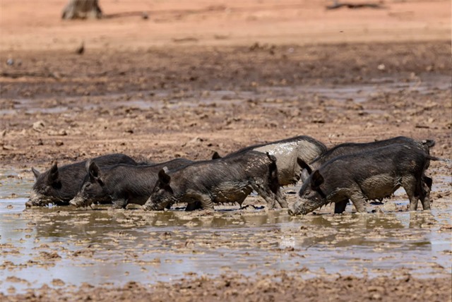 Hiện tượng kì lạ ở Australia: Lợn hoang cứu cá sấu hiếm thoát khỏi cảnh tuyệt chủng - Ảnh 2.