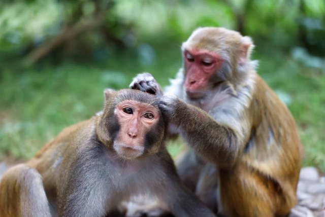 Vì sao động vật hoang dã không ăn muối mà vẫn sống bình thường, nhưng con người thì không?