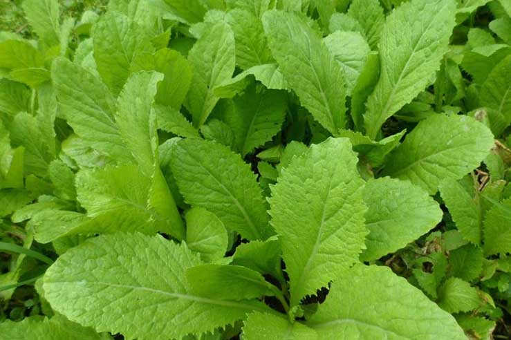 6 loại rau 'ngậm' nhiều thuốc sâu nhất, càng thấy xanh non mơn mởn càng phải tránh xa