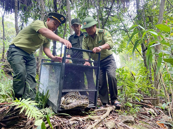 Đội Kiểm lâm cơ động và PCCC rừng Đà Nẵng tái thả về rừng một cá thể một cá thể trăn đất (tên khoa học Python molurus) do ông Nguyễn Tấn Vinh phát hiện.