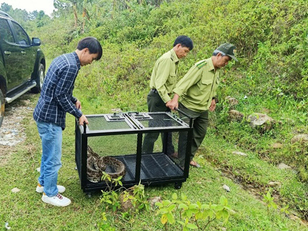 Hạt Kiểm lâm quận Liên Chiểu tái thả về rừng cá thể trăn gấm (Pythonidae) do ông Trần Ngọc Thơ phát hiện