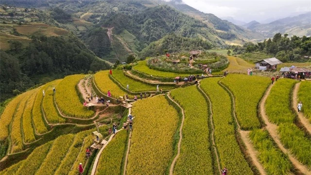 Bức tranh mùa vàng đẹp ngỡ ngàng của đồi mâm xôi ở Yên Bái - Ảnh 6.