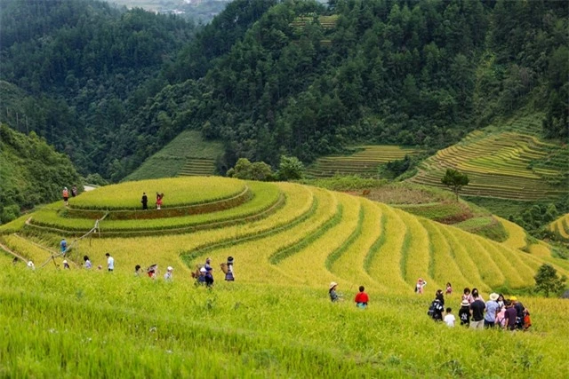 Bức tranh mùa vàng đẹp ngỡ ngàng của đồi mâm xôi ở Yên Bái - Ảnh 8.