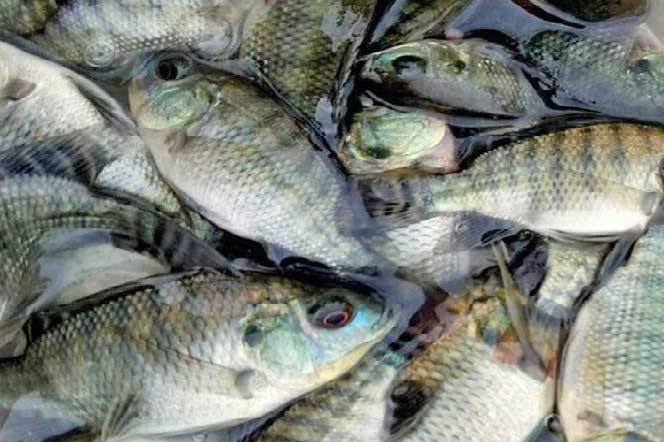 6 loại cá chứa thủy ngân và chất độc cao nhất, cả nhà có thích ăn mấy cũng nên hạn chế