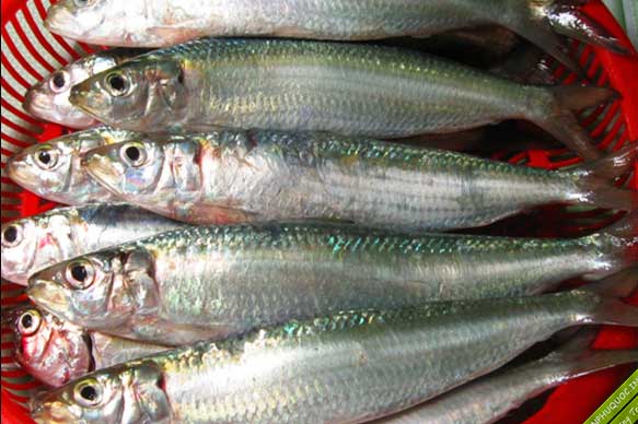 8 loại cá bổ dưỡng giàu omega-3 bậc nhất, cực bổ não, càng ăn nhiều càng thông minh