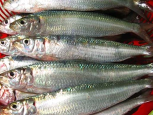 8 loại cá bổ dưỡng giàu omega-3 bậc nhất, cực bổ não, càng ăn nhiều càng thông minh