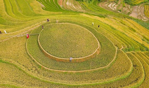 Bức tranh mùa vàng đẹp ngỡ ngàng của đồi mâm xôi ở Yên Bái