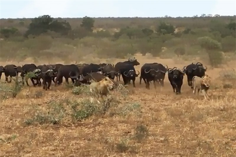 Clip: Đàn trâu rừng đuổi sư tử chạy “té khói”