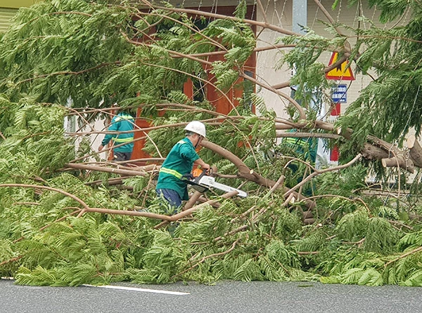 Dọn dẹp cây xanh ngã đổ tại Đà Nẵng do bão Noru