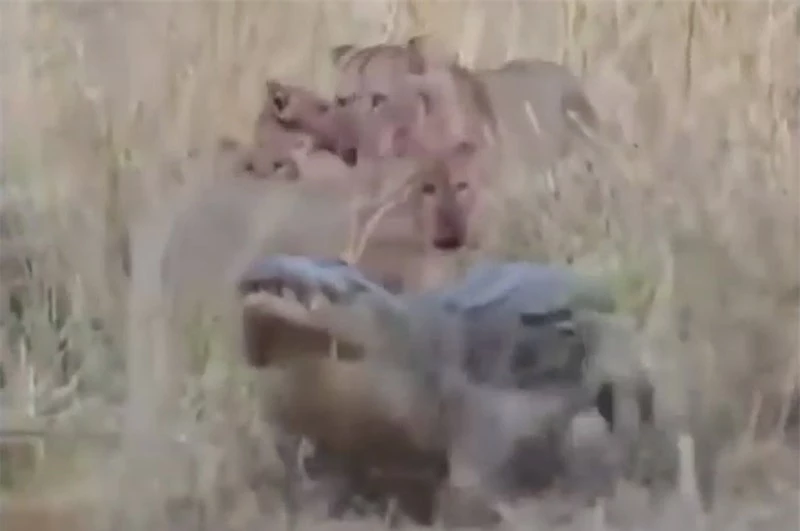 Cá sấu bỏ chạy sau màn giao chiến với đàn sư tử.