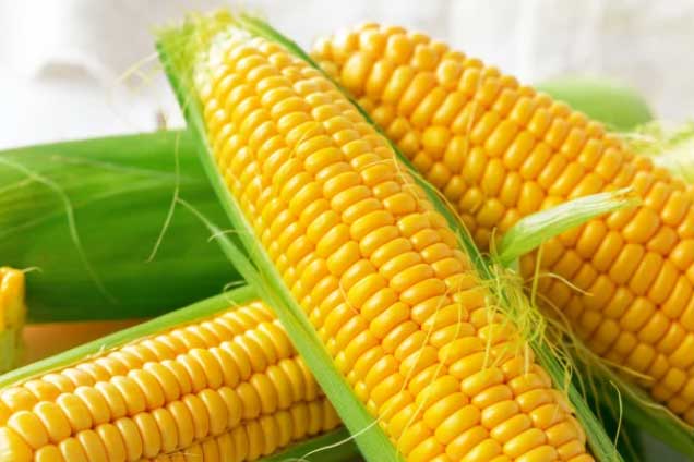 Thời điểm vàng ăn 1 bắp ngô tốt hơn uống bất cứ loại thuốc quý, nhân sâm nào