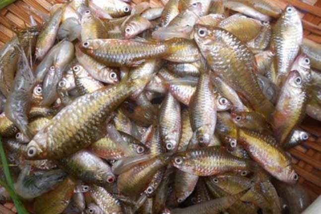 8 loại cá đại bổ rẻ hơn thịt lợn lại rất giàu canxi, DHA, cực tốt cho não và tim