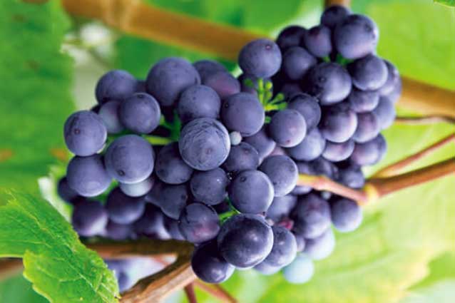 Ăn nho thường xuyên cơ thể sẽ có những thay đổi bất ngờ, đặc biệt là số 1