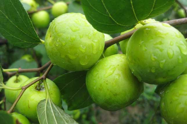 Loại quả giàu vitamin C gấp 10 lần cam, quýt: Vừa làm thuốc chữa bệnh lại có công dụng dưỡng nhan