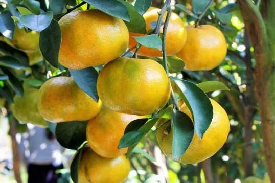 Cách chọn quýt đường ngọt, thơm đúng chuẩn không phải ai cũng biết