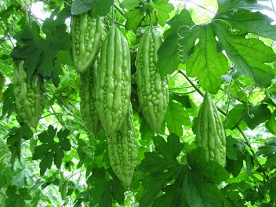 Đừng lạm dụng mướp đắng: Độc tính sẽ phát huy tác dụng