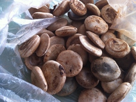 Cây độc: Loài cây 'bị nguyền rủa' trên vùng đất thép Củ Chi, gần trăm năm nhắc tên vẫn sợ hãi