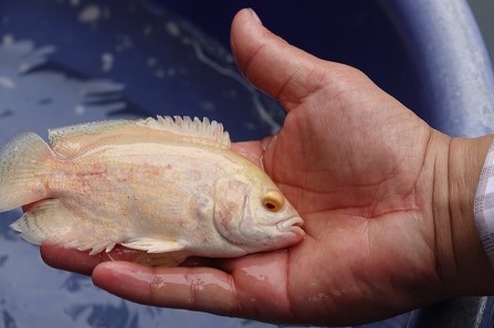 Phó Bí thư Đoàn Thanh niên khởi nghiệp thành công từ con cá tai tượng da beo 