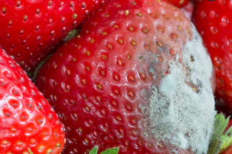 Các loại độc tố nấm mốc thường gặp trong thực phẩm