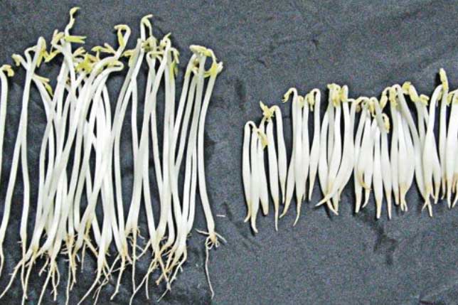 4 loại rau củ quả tuyệt đối không nên ăn, kẻo rước độc tố nhập viện có ngày