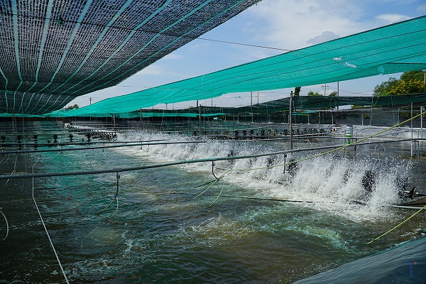 Ứng dụng công nghệ siêu âm điện hoá vào xử lý nước sạch trong nuôi trồng thuỷ sản