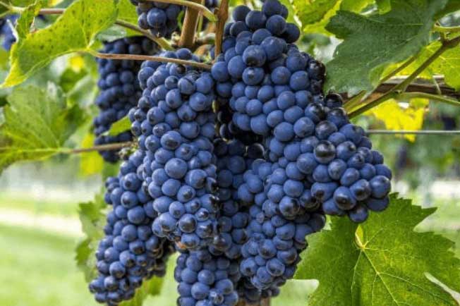 Những loại thực phẩm nên ăn cả vỏ, vứt đi là lãng phí cả "vựa dinh dưỡng"