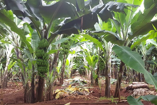 Lâm Đồng: Hơn 3 tỷ đồng hỗ trợ phát triển chuối Laba Đưng K’Nớ